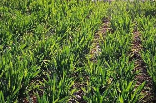 小麥銹病有哪些？