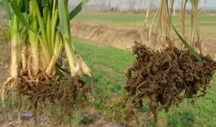 小麥孢囊線蟲病