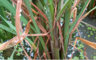 水稻紋枯病的發(fā)病因素