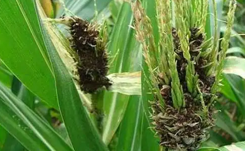 玉米黑粉病的發(fā)病因素