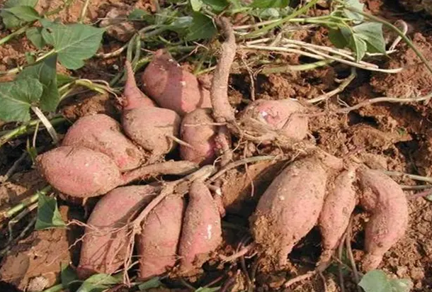 甘薯根腐病的癥狀