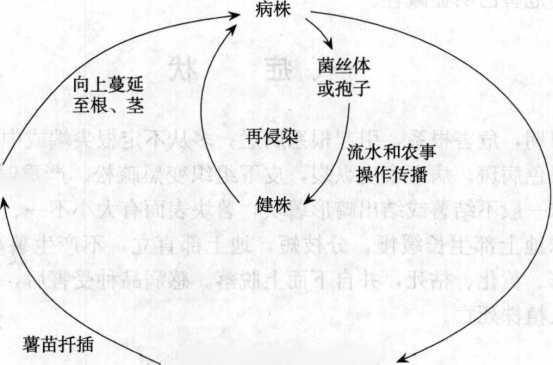 甘薯根腐病的病害循環(huán)