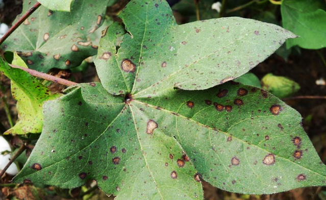棉、麻的其他病害
