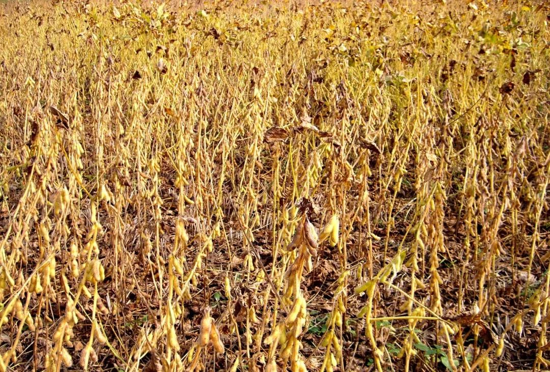 大豆胞囊線蟲病的綜合治理