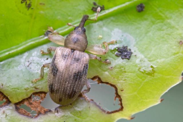茶芽粗腿象的發(fā)生與防治