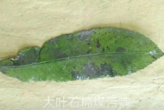 農(nóng)業(yè)植物病理學的主要研究內(nèi)容