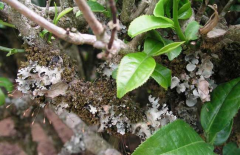 茶樹(shù)種植茶煤病有什么癥狀表現(xiàn),如何防治？ 