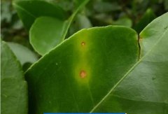 如何防治茶枝梢黑點(diǎn)??？