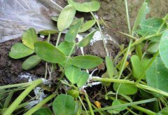 如何防治茶苗白絹??？