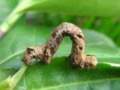 茶銀尺蠖的形態(tài)特征及生活習性