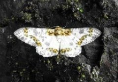 木橑尺蠖的發(fā)生與防治