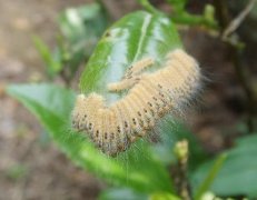 茶毛蟲(chóng)的發(fā)生規(guī)律與防治技術(shù)