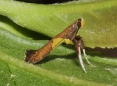 茶細(xì)蛾的發(fā)生規(guī)律與防治