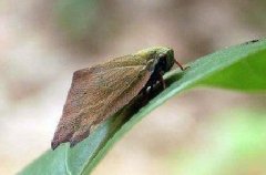 柿廣翅蠟蟬的形態(tài)特征