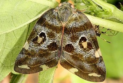 眼斑寬廣蠟蟬的發(fā)生與防治