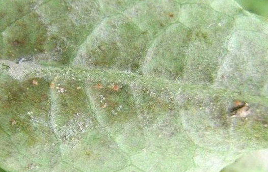 茶短須螨的生活習(xí)性