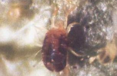 六點(diǎn)始葉螨