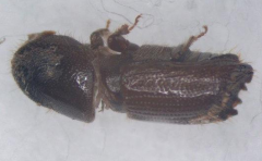 對粒材小蠹的發(fā)生規(guī)律