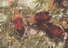 單爪螨的發(fā)生規(guī)律