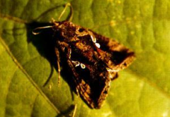 銀紋夜蛾的發(fā)生規(guī)律