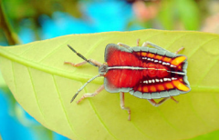 荔枝蝽的形態(tài)特征