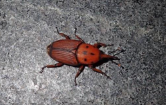 紅棕象甲的生活習性