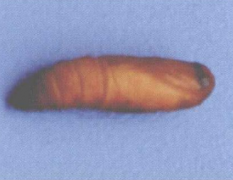 紅脈穗螟的防治技術