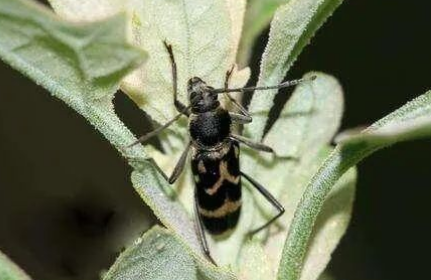 咖啡天牛的種類與防治技術（上）