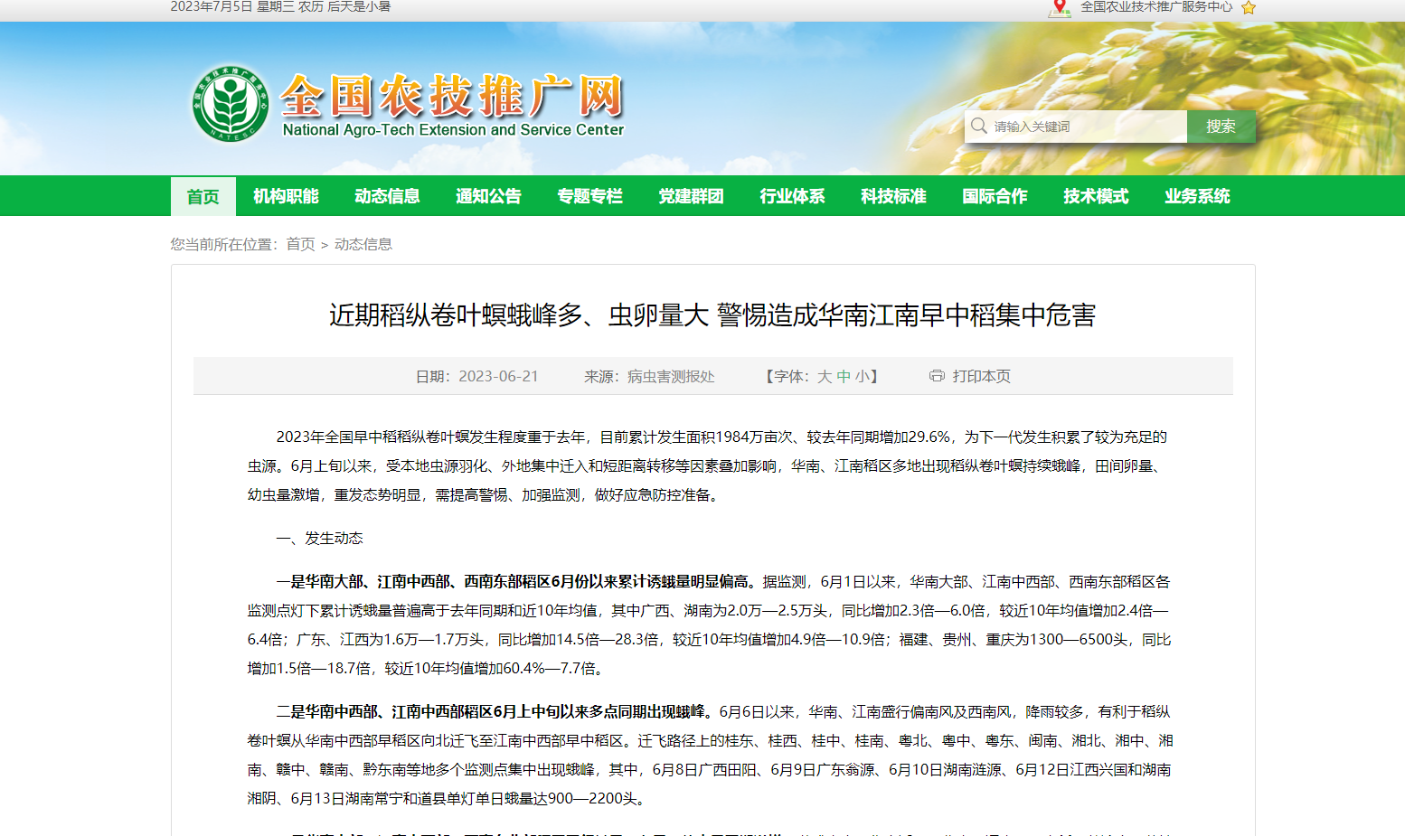 近期稻縱卷葉螟蛾峰多、蟲卵量大 警惕造成華南江南早中稻集中危害